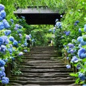 Mùa mưa Tsuyu - Vị sứ giả mùa hè